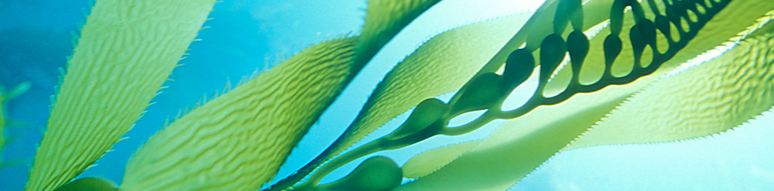 海藻のイメージ詳細